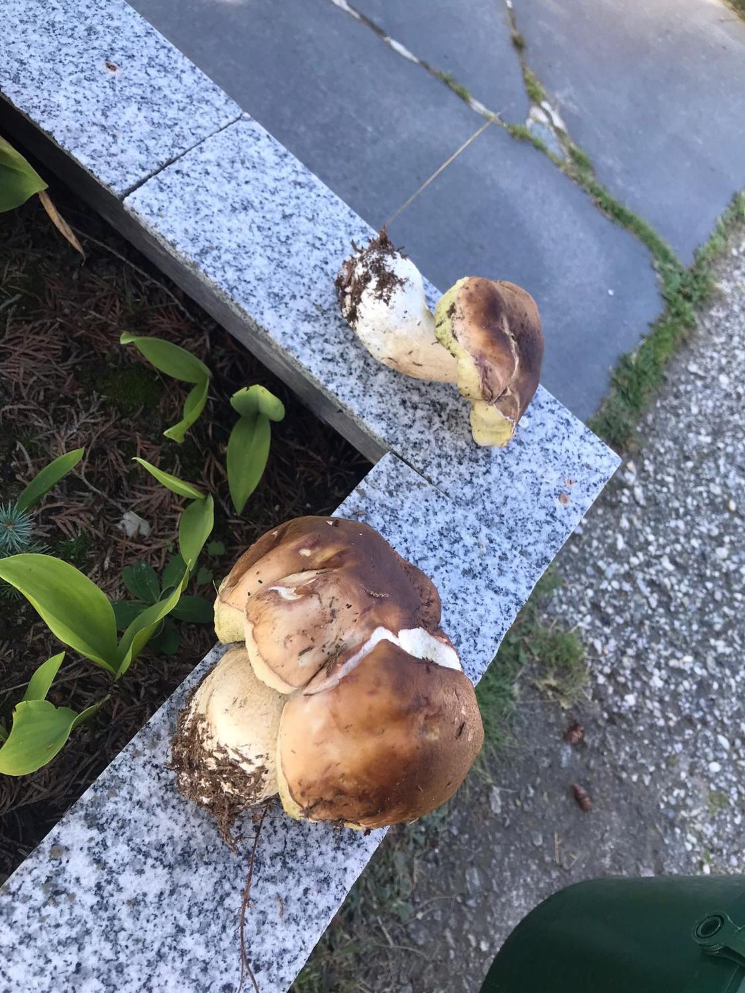 Zur Neuen Post Landgasthof Herzogsreut Buitenkant foto